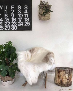 White sheep sitting on a stool next to a plant and wooden stump against a white wall with a calendar.